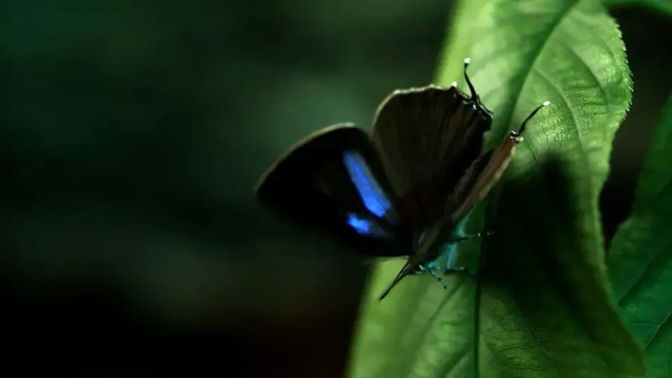 Amazing Wildlife: Pupation of Chrysozephyrus nishikaze Ep2