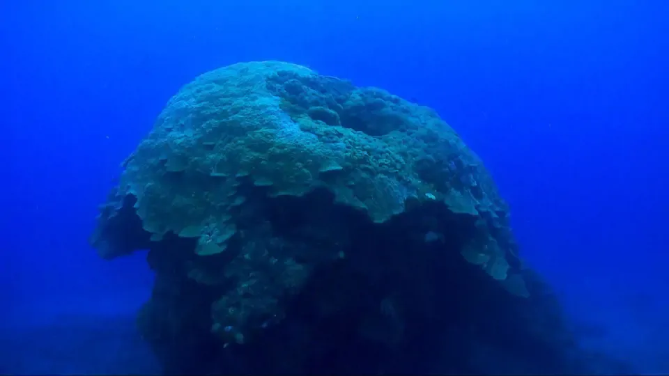Ocean: A "Big Mushroom" off the coast of Taiwan gives hope for coral reefs