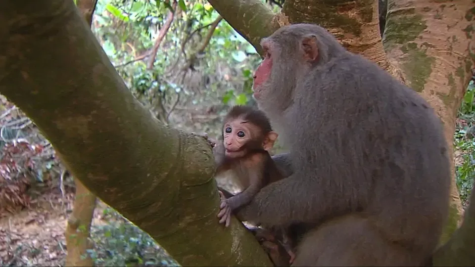 Animal Magicians EP5: Baby Daddy and Mommy Homes