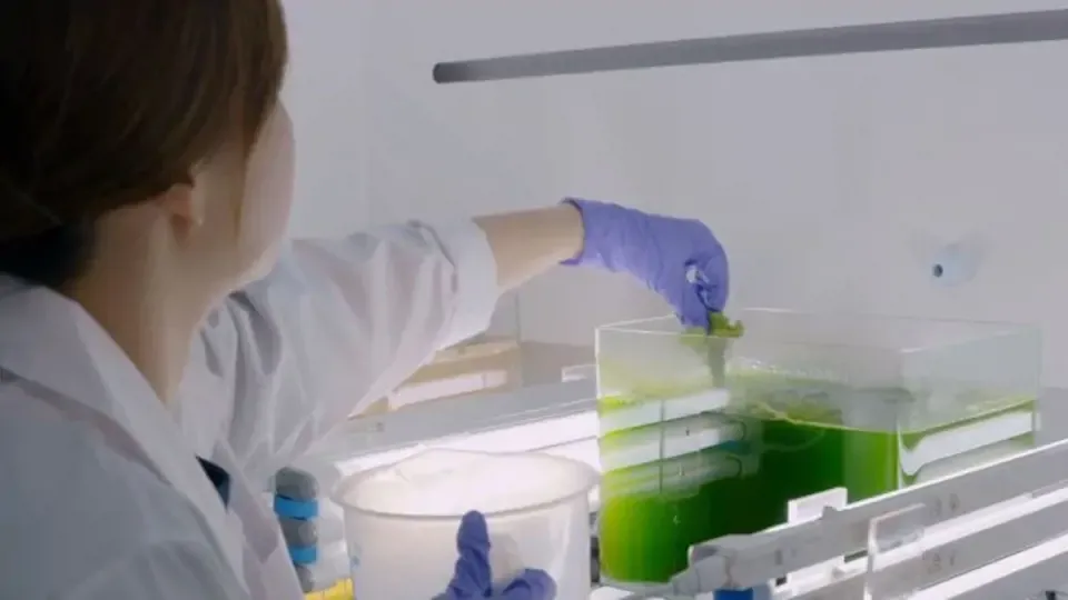 Taiwan Revealed: Green Savers