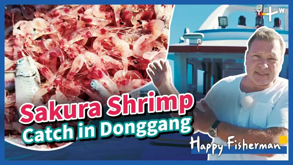 Happy Fisherman - EP31: Sakura Shrimp Catch in Donggang