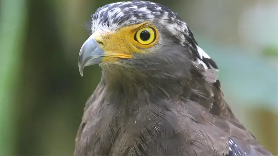 Animal Magicians EP1: Super Strategist