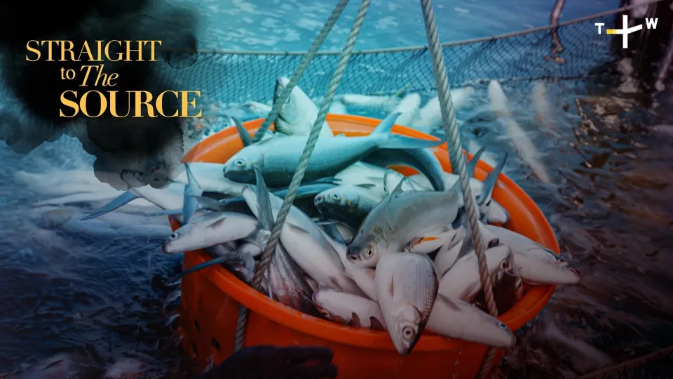 Milkfish: The King in Taiwanese Fish Farming Industry Ep2