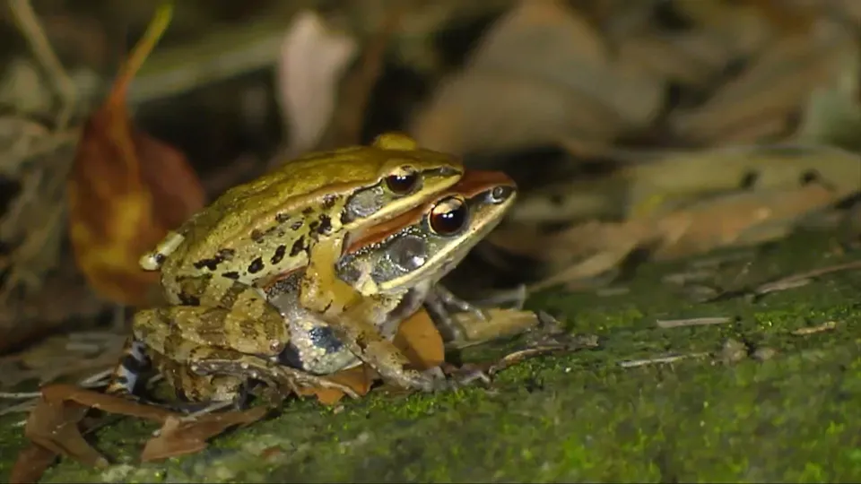 Animal Magicians EP3: Romantic Lovers