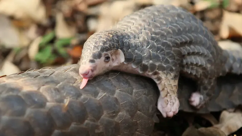 Secrets of The Pangolin - EP2: The Birth 