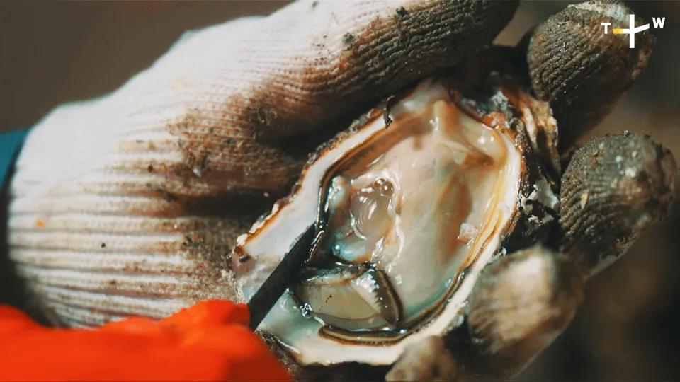 Oyster roll-Hidden Gem: Taiwan Ep. 3