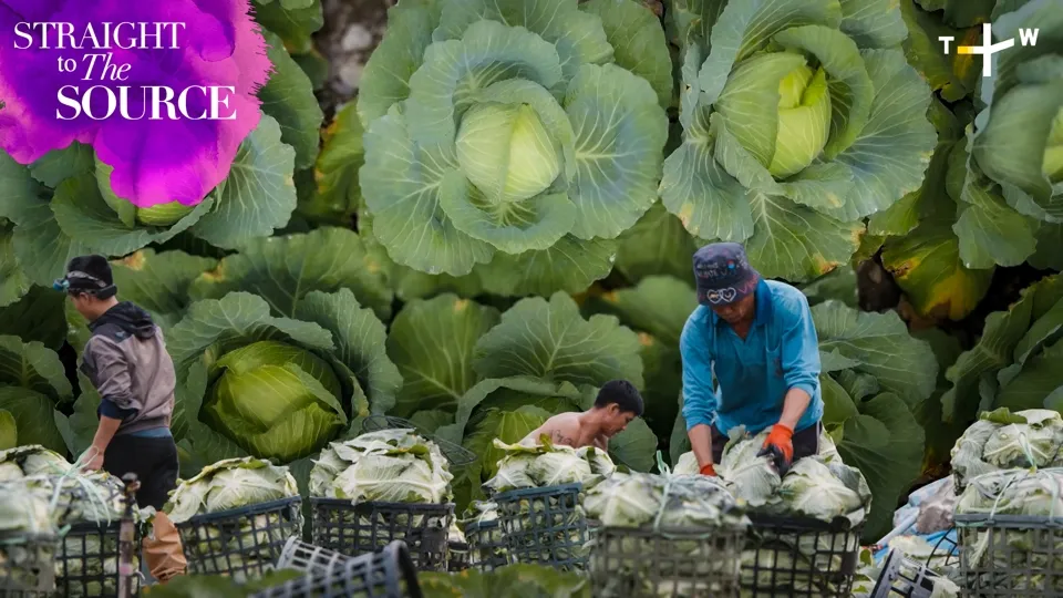 Inside Taiwan’s High Mountain Cabbage Harvest-Straight to the Source S2 Ep. 2