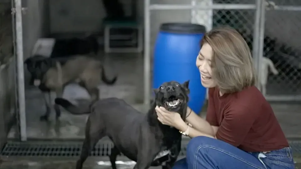 24-Year-Old Quits Job at PepsiCo and Returns to Taiwan to Save Stray Animals