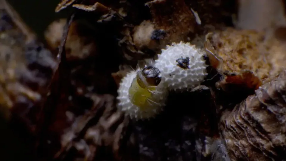 Amazing Wildlife: Hatching of Hairstreak Butterflies Ep4