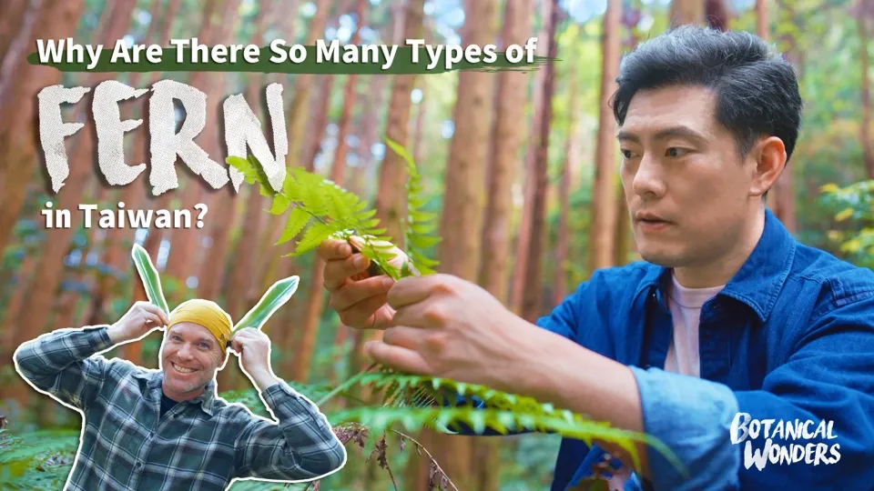 Why Are There So Many Types of Fern in Taiwan? - Botanical Wonders Ep2