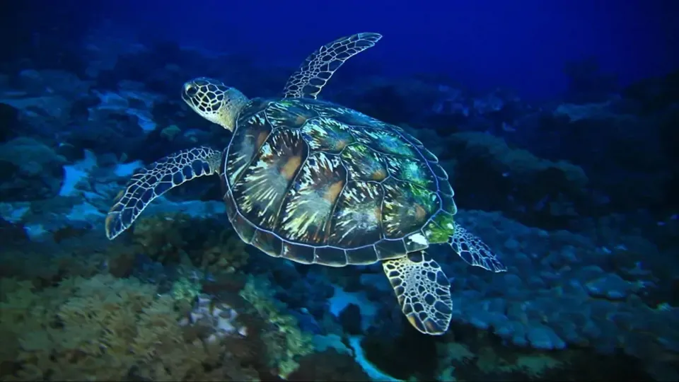 Animal Magicians EP6: Dreamer of the Land