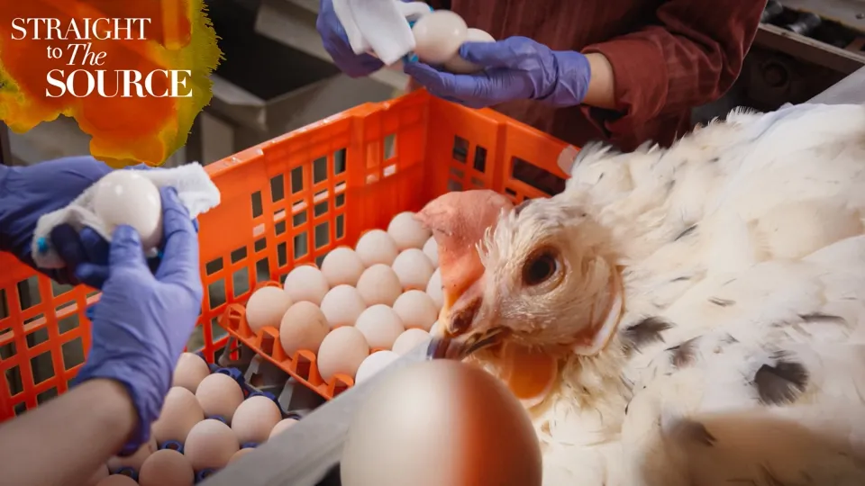 Harvesting Free Range Eggs-Straight to the Source S2 Ep. 6