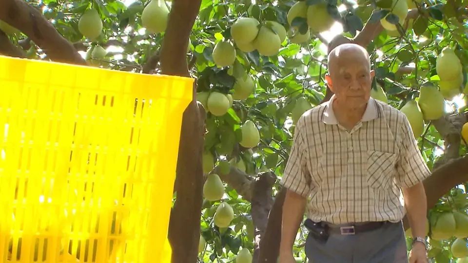 Family Matters:  Passing on Grandpa’s Pomelos Ep3