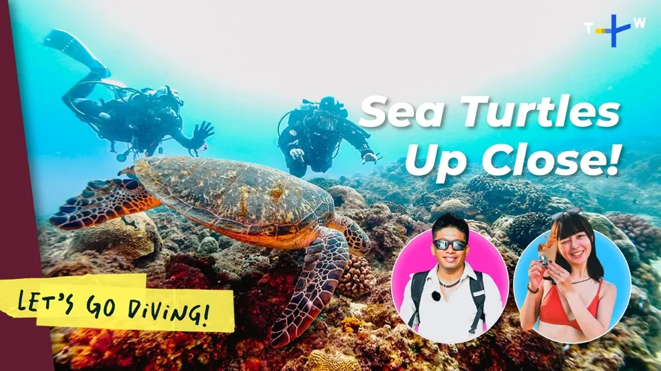 Sea Turtle Encounters in Little Liuqiu - Let’s Go Diving!  Ep2