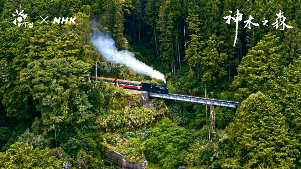 A Forest of Sacred Trees: Alishan Railway Travel