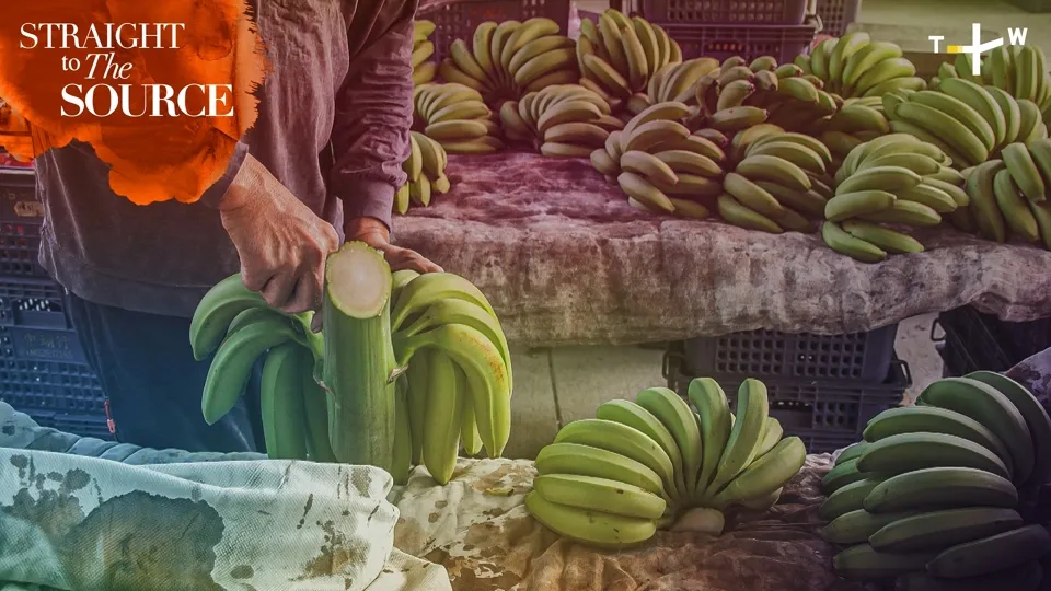 Banana: How This Tropical Fruit is Harvested in Taiwan Ep7