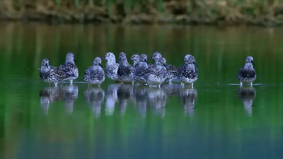 Wild Birds: Winter and Summer Migrant Birds