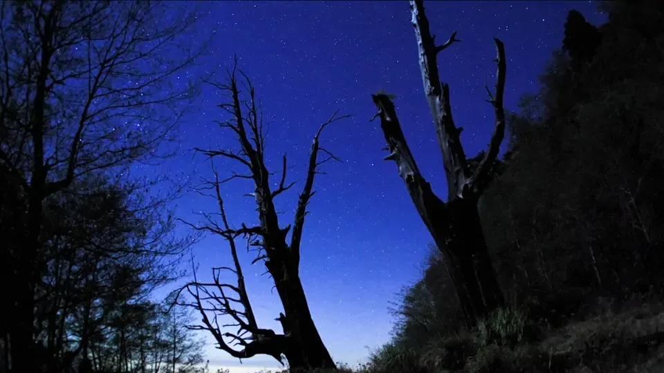 The Starry Skies: Dressing the Couple Trees in a Moonlight Wedding Gown