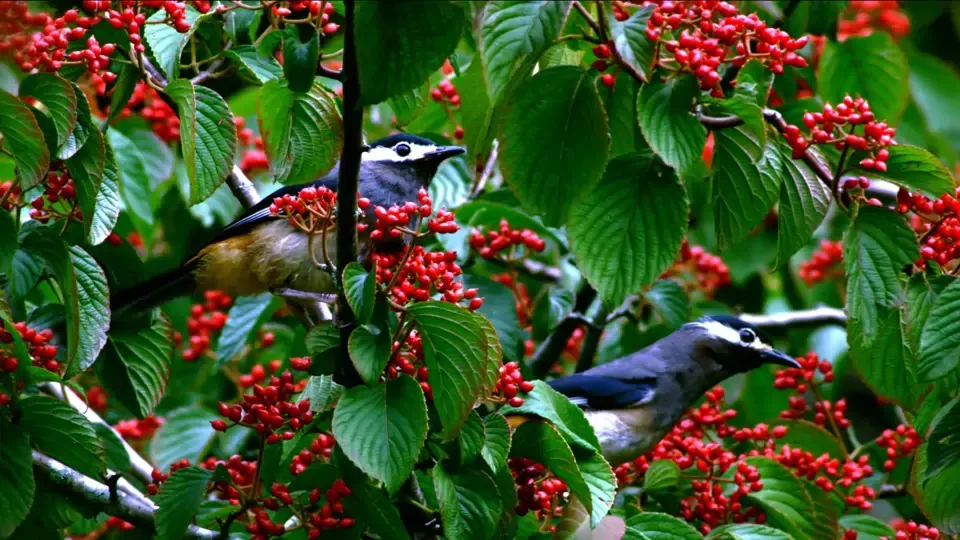 Wild Birds: White-Eared Sibia and Steere’s