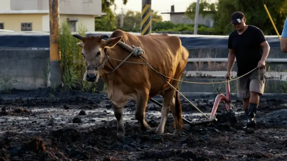 Standing Strong: Loving Earth from a Cattle Ep3