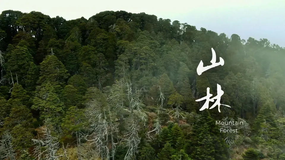 Guardians of Formosa: Mountain Forest