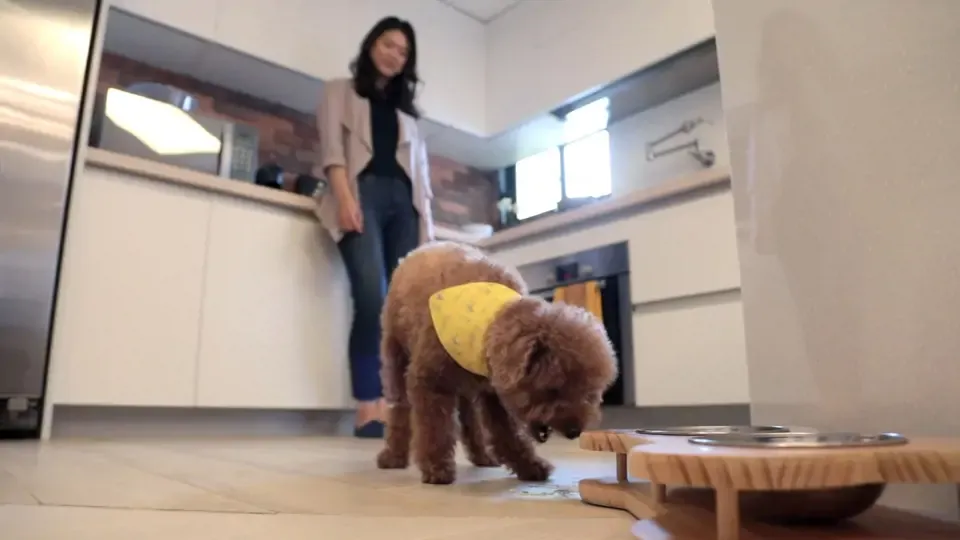 Addressing the Guilt of Pet Owners — Tomofun Furbo Dog Sitter Goes Global