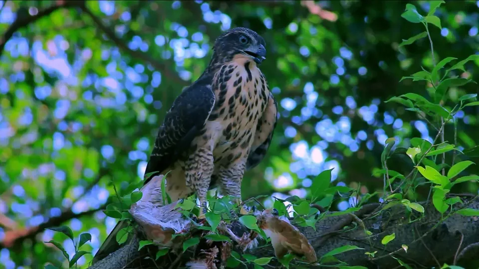 Wild Birds: Crested Goshawk