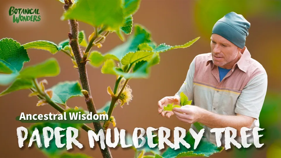 Paper Mulberry’s Deep Cultural Ties - Botanical Wonders Ep8