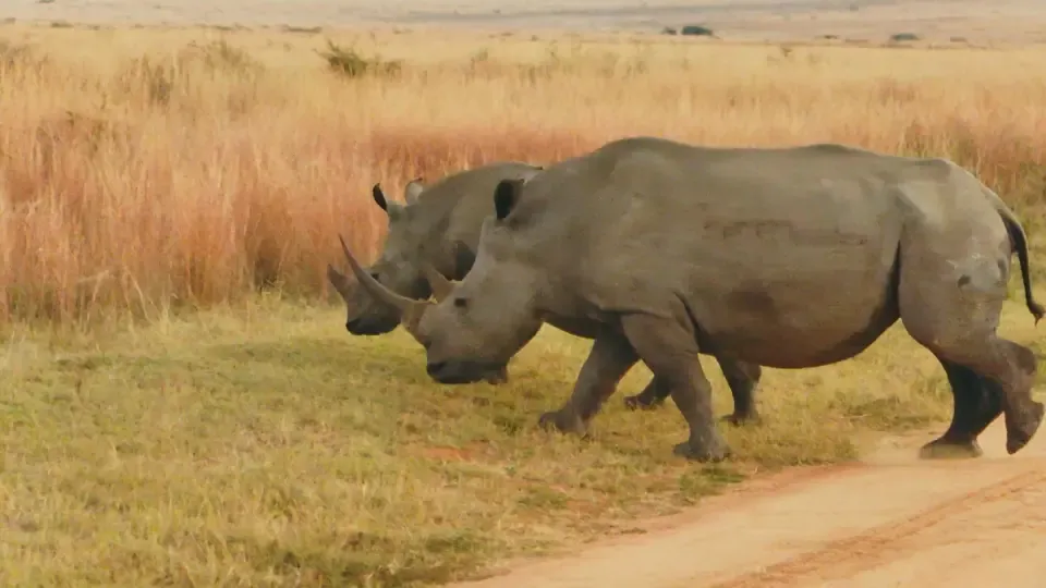 Vanishing Kings: Titans of the Savannah