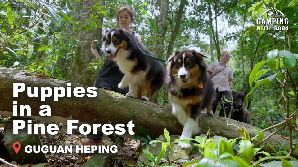 Riverside Camping by Dajia River - Camping with Dogs Ep5